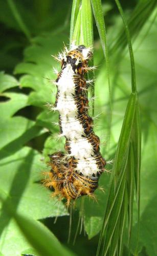 Polygonia c-album